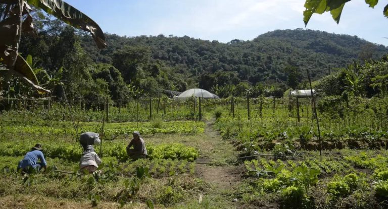 Lula libera R$ 12 bilhões para renegociar dívidas de agricultores