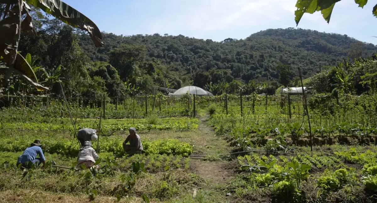 Lula libera R$ 12 bilhões para renegociar dívidas de agricultores