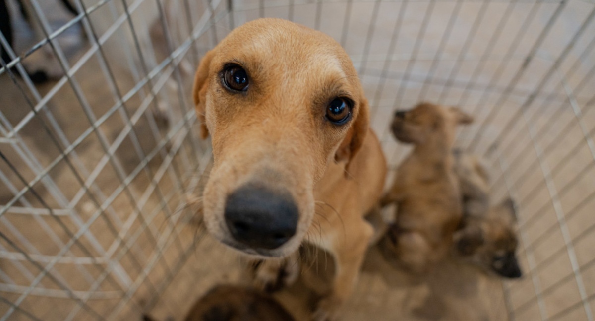 Maus-tratos a animais: saiba o que caracteriza o crime e como denunciar em Porto Velho
