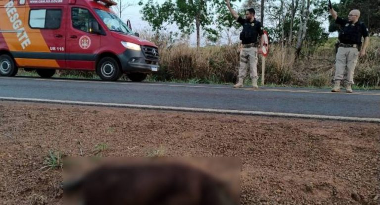 Motociclista atinge capivara e sofre acidente na BR 435