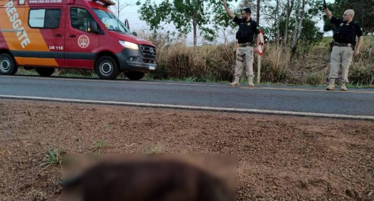 Motociclista atinge capivara e sofre acidente na BR 435
