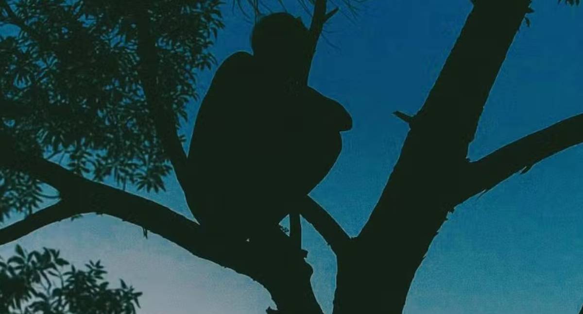 Mulher esfaqueia marido e tenta se esconder em árvore para fugir da prisão