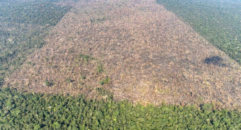 Novo monitoramento diário da Amazônia lançado por MMA e Inpe