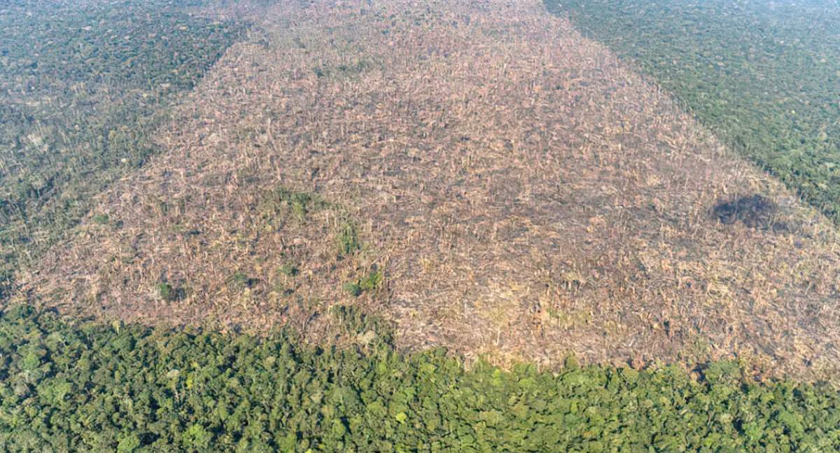 Novo monitoramento diário da Amazônia lançado por MMA e Inpe