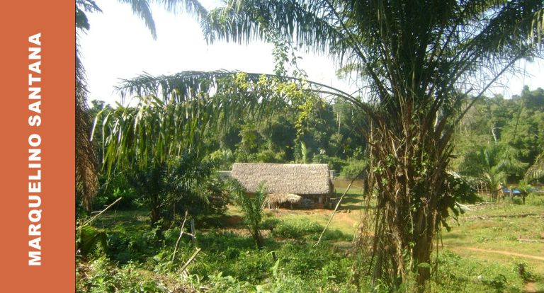 O abrigo mitológico da mata brasiviana – Parte I - News Rondônia