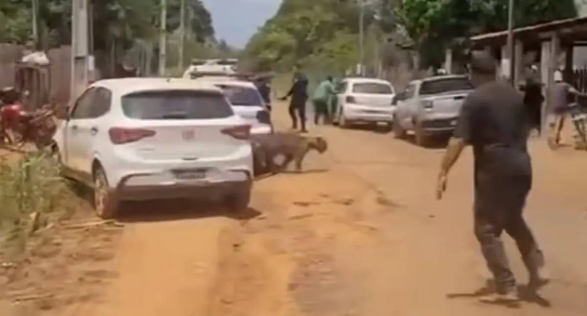 VÍDEO: Onça-pintada causa pânico ao atacar morador em distrito de Porto Velho