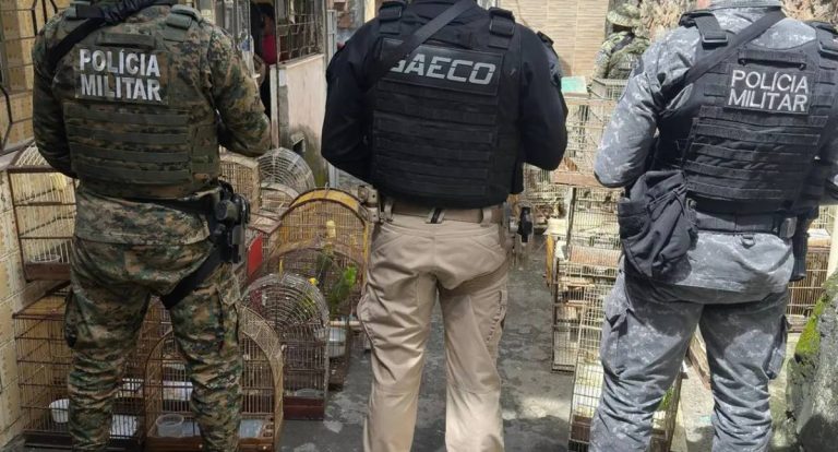 Operação policial na Bahia prende líder de tráfico de animais silvestres