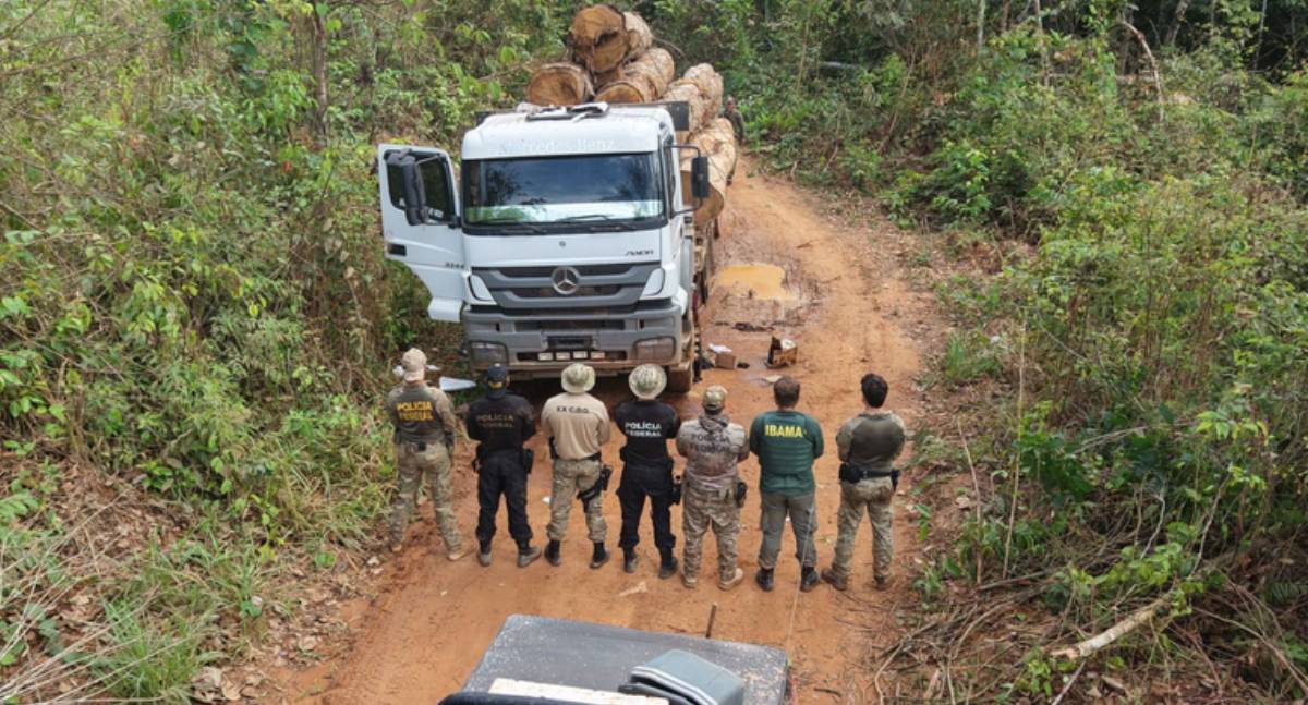 PF combate extração ilegal de madeira em terra indígena em Rondônia