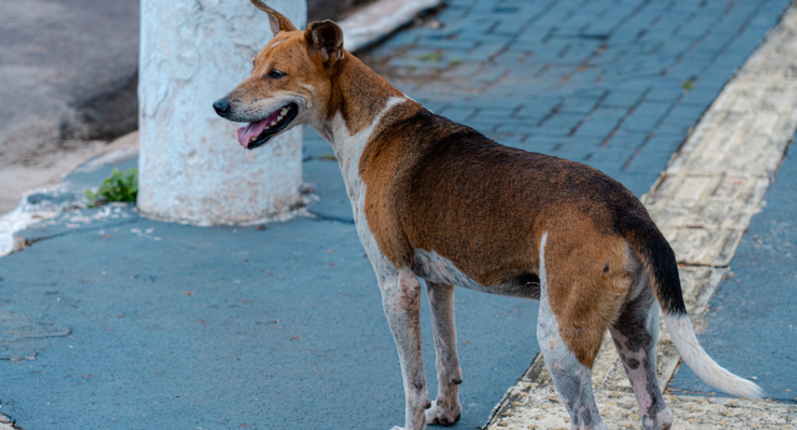 Prefeitura de Porto Velho implanta comedouros e bebedouros para animais de rua