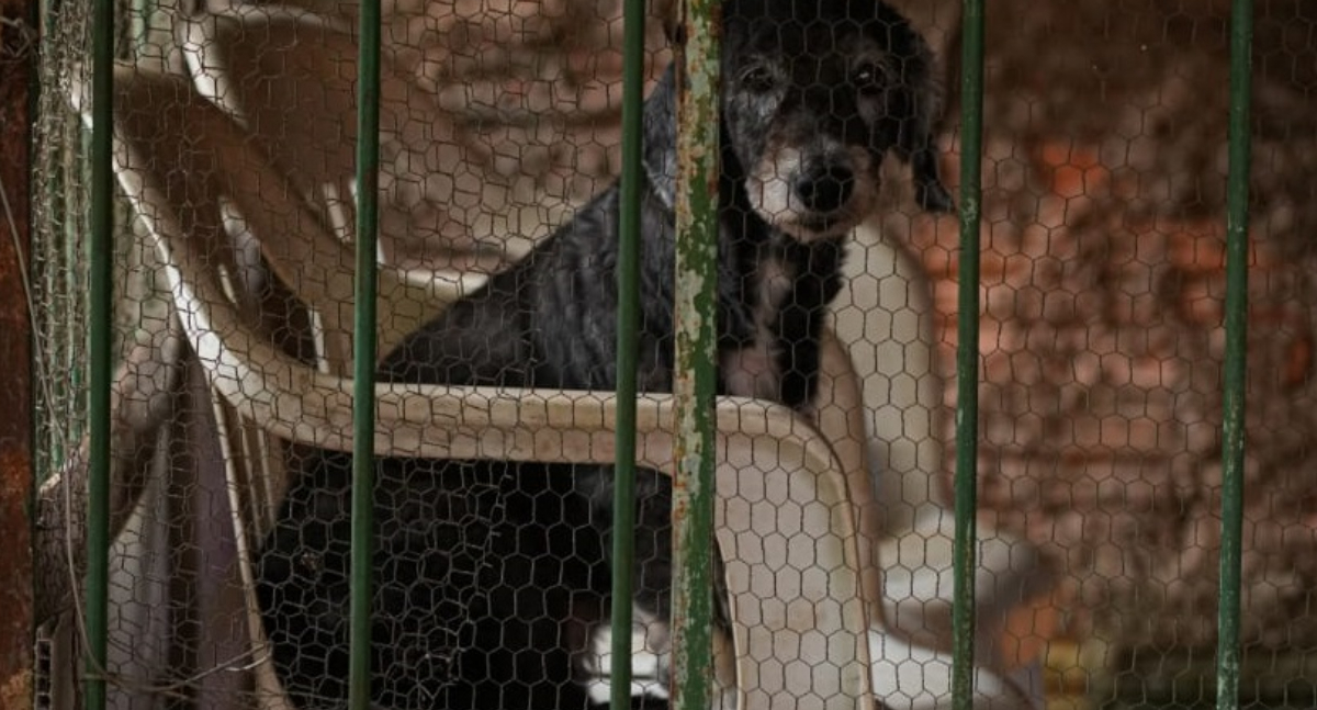 Prefeitura de Porto Velho move ação inédita contra maus-tratos a animais