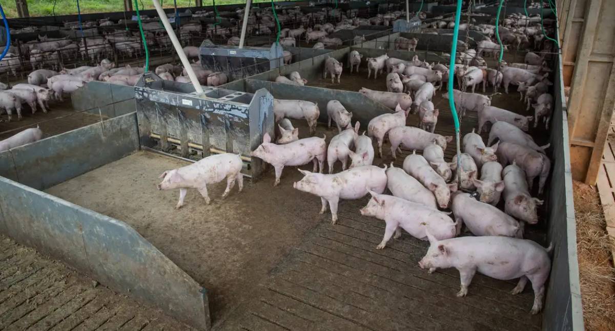 Produção de carne suína e de frango deve ter recorde
