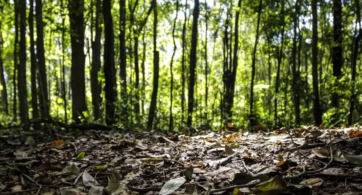Produção florestal atinge R$ 44,3 bilhões no Brasil em 2024