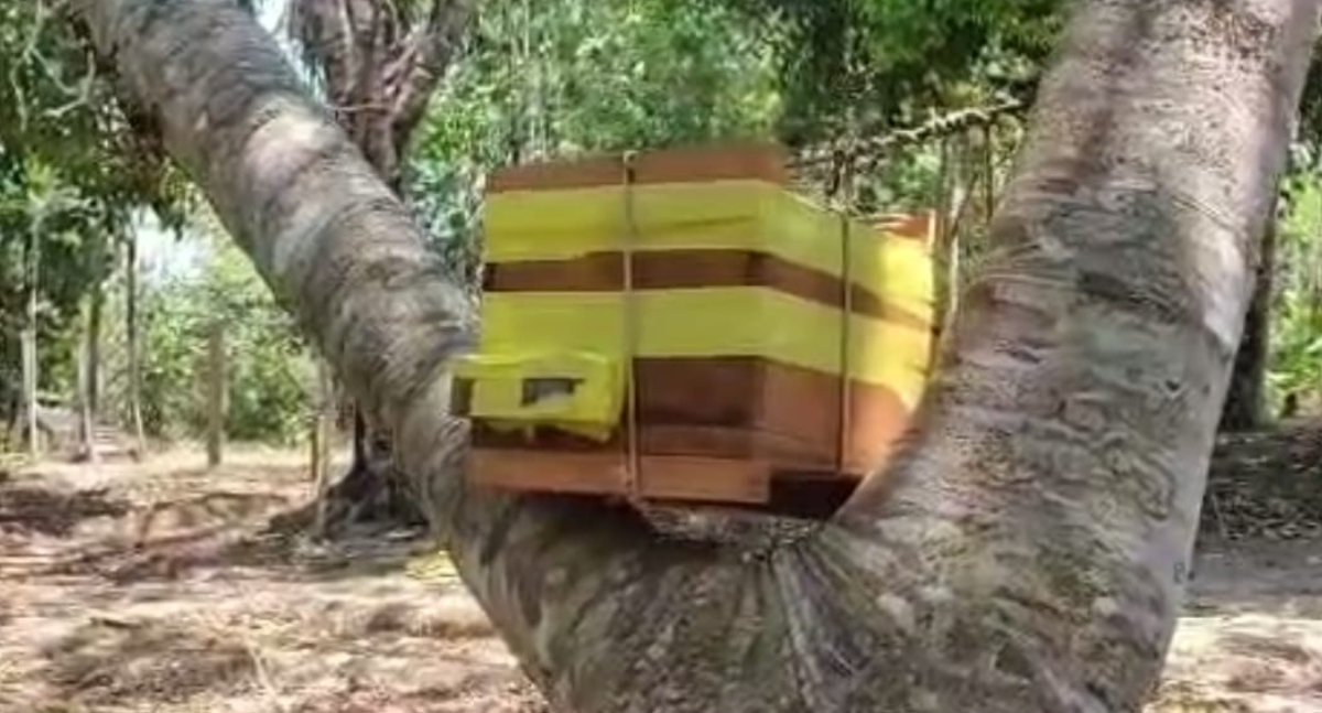 Sema inaugura santuário de abelhas nativas no Parque Natural Raimundo Paraguassu