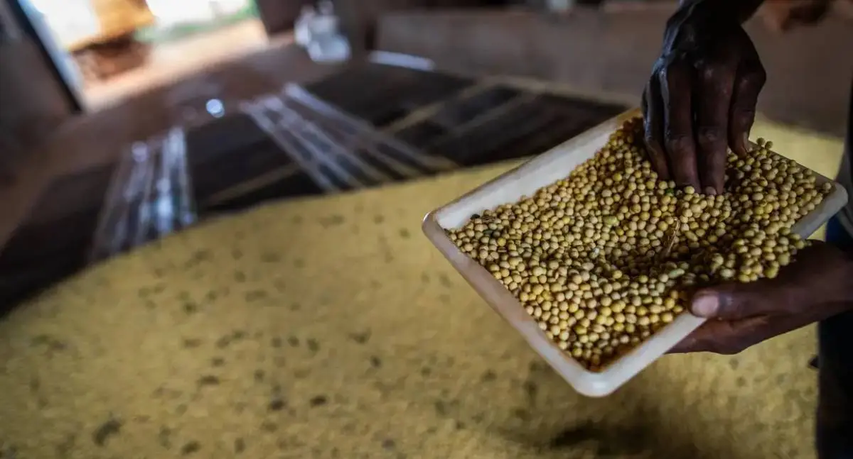 Sorriso, no Mato Grosso, lidera valor da produção agrícola