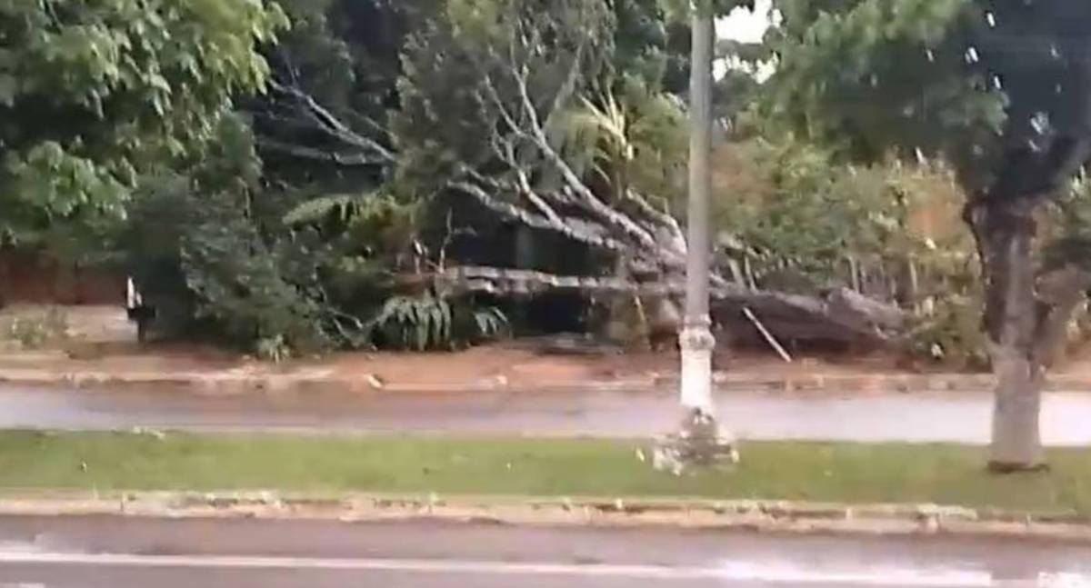 Vendaval em Vilhena derruba árvores e Bombeiros resgatam cadeirante