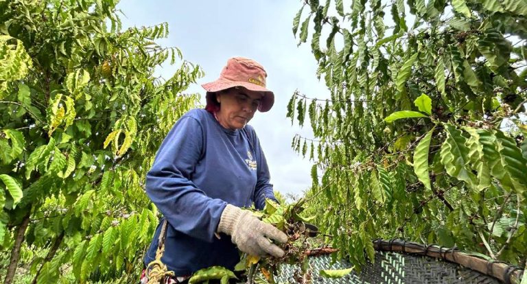 Mulheres fortalecem agricultura familiar em Porto Velho
