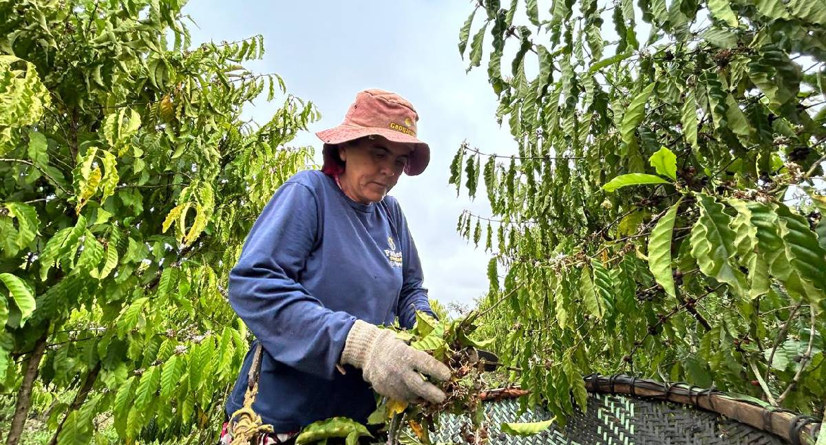 Mulheres fortalecem agricultura familiar em Porto Velho