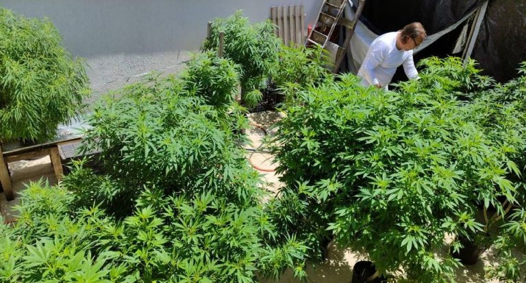 AGU pede mais 180 dias ao STJ para regulamentação da cannabis medicinal