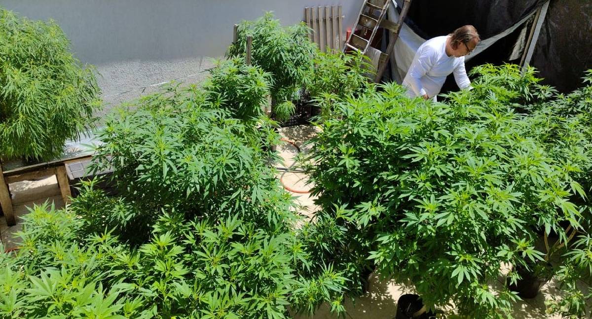 AGU pede mais 180 dias ao STJ para regulamentação da cannabis medicinal