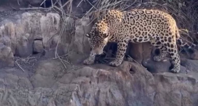 VÍDEO: Ariranhas defendem toca e enfrentam onça por três horas no Canal do Caxiri
