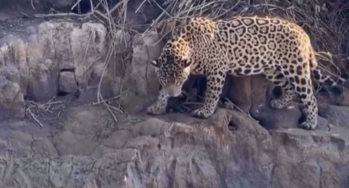 VÍDEO: Ariranhas defendem toca e enfrentam onça por três horas no Canal do Caxiri
