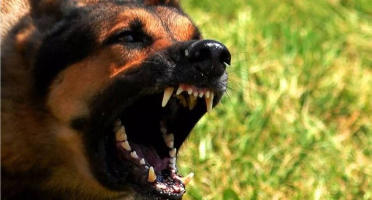 Ataque de cachorro deixa adolescente ferido e dono vai à Justiça