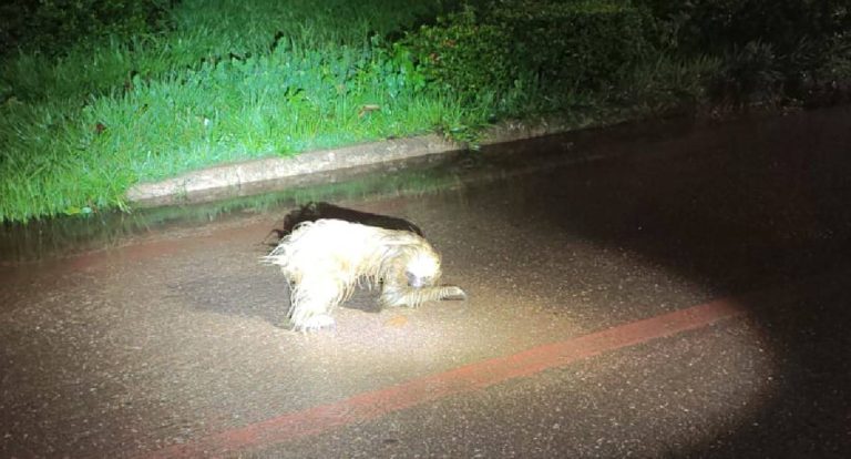 Bicho-preguiça é resgatado por policiais militares no Espaço Alternativo, em Porto Velho