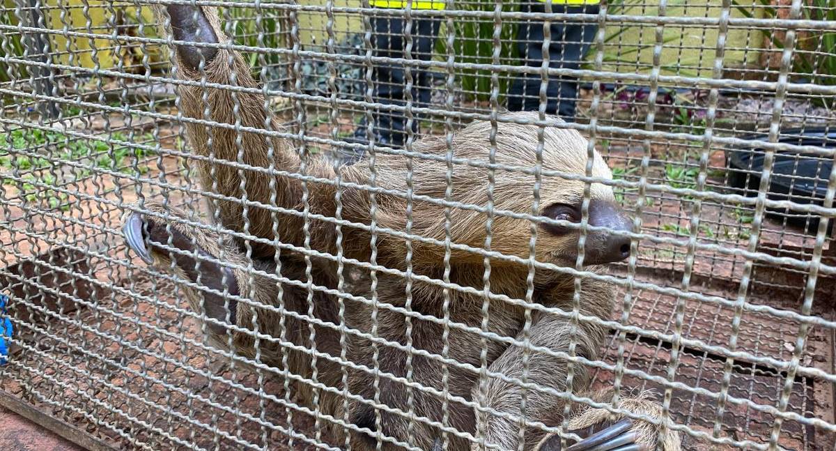 Bombeiros devolvem preguiça e jiboia resgatadas em Porto Velho à natureza