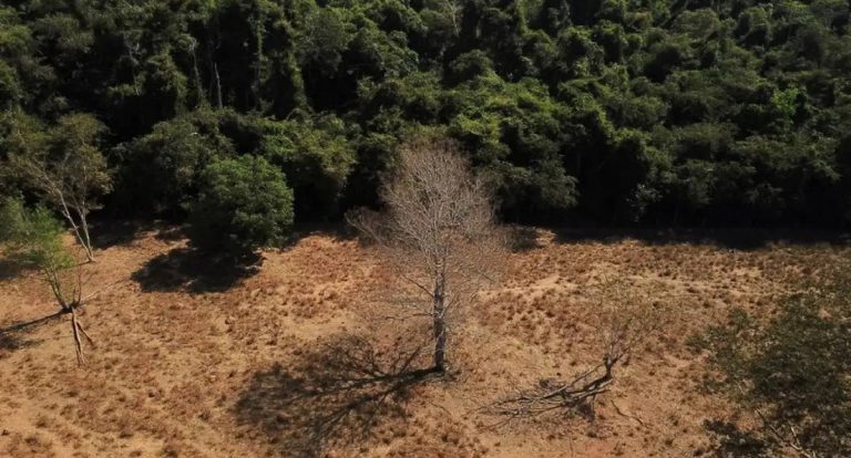 Brasil pode dobrar produção de biocombustíveis sem desmatar, aponta estudo