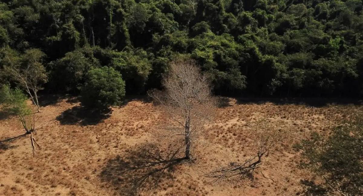 Brasil pode dobrar produção de biocombustíveis sem desmatar, aponta estudo