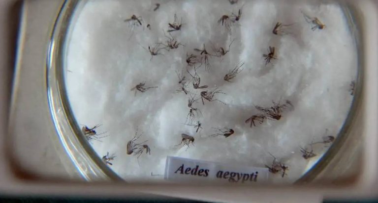 Butantan e Yale padronizam nomes para o vírus da dengue