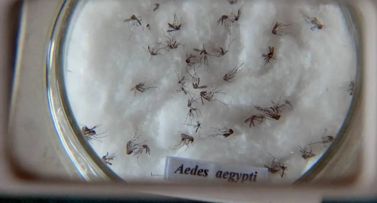 Butantan e Yale padronizam nomes para o vírus da dengue