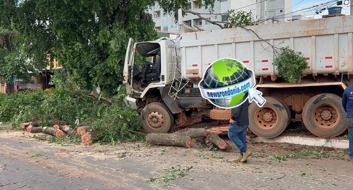 Caçamba a serviço da Seinfra derruba árvore em canteiro na Imigrantes