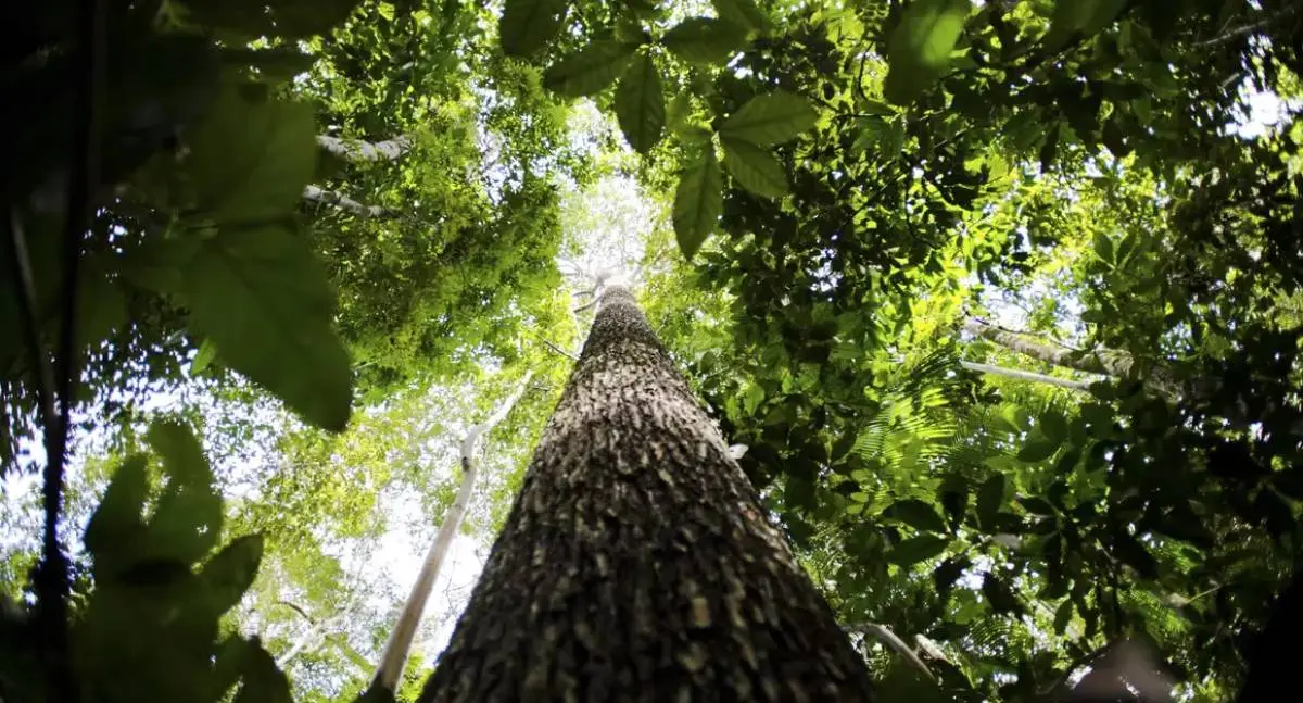 Certificação de crédito de carbono em florestas públicas será internacional