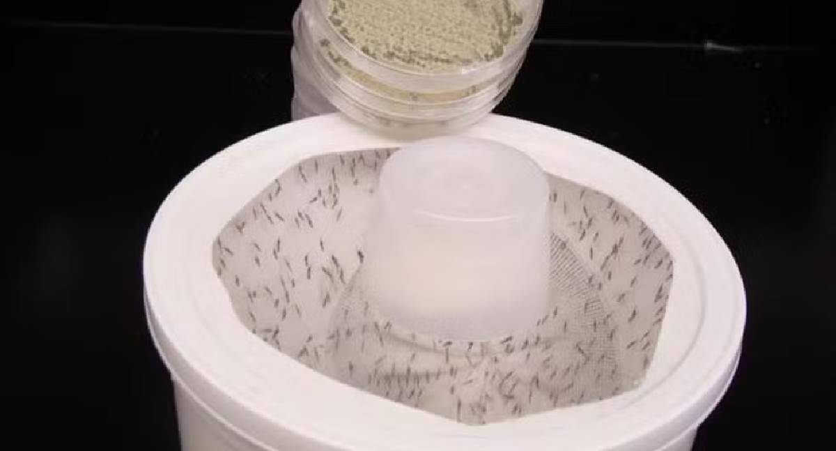 Cientistas criam fungo com aroma floral capaz de eliminar mosquitos transmissores de doenças