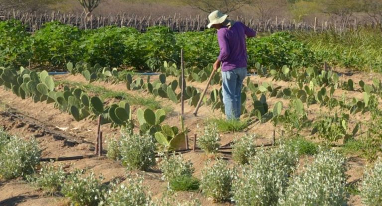 CMN simplifica crédito rural a populações tradicionais e extrativistas