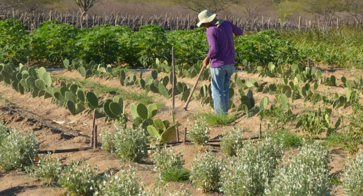 CMN simplifica crédito rural a populações tradicionais e extrativistas