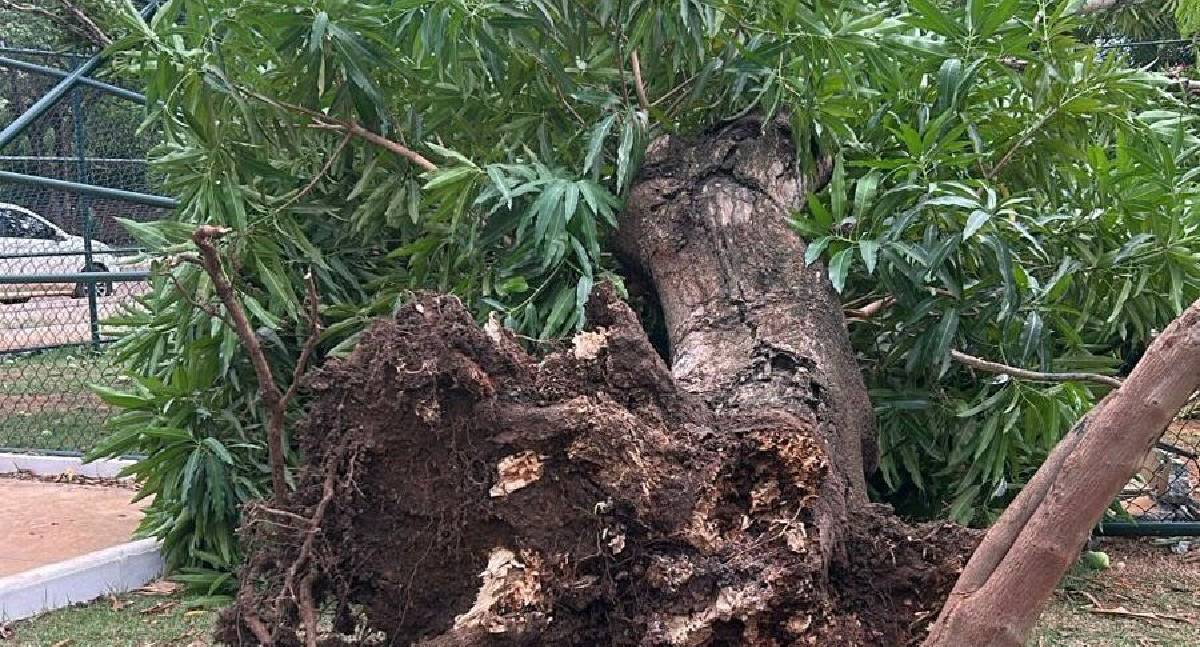 Com início das chuvas, Prefeitura de Porto Velho orienta sobre quedas de árvores