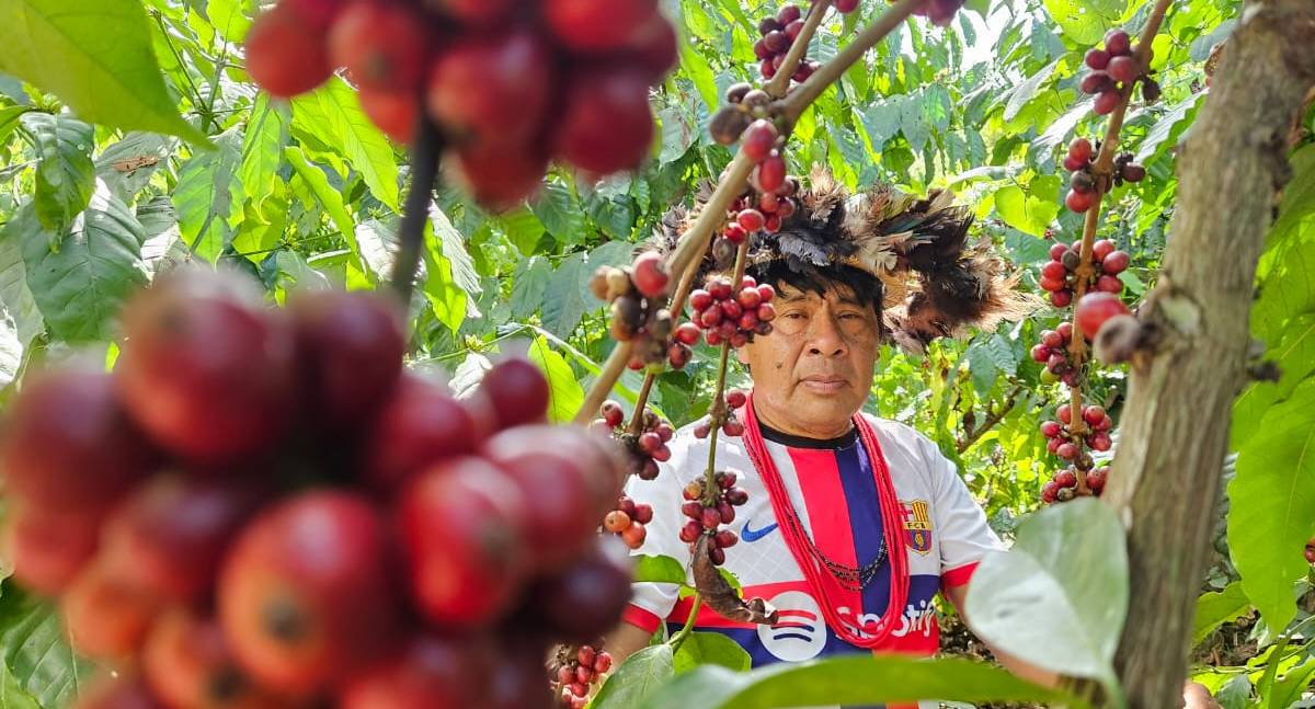COP30 na SIC: Robusta, a força sustentável do café na Amazônia