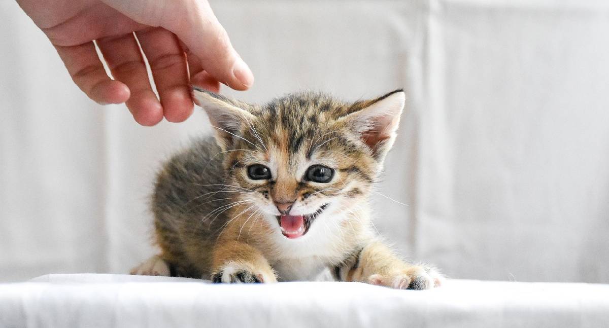 Estratégias eficazes para administrar medicamentos a cães e gatos