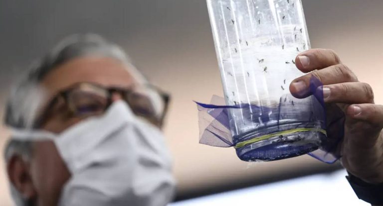 Fábrica de mosquitos oferece tecnologia contra dengue