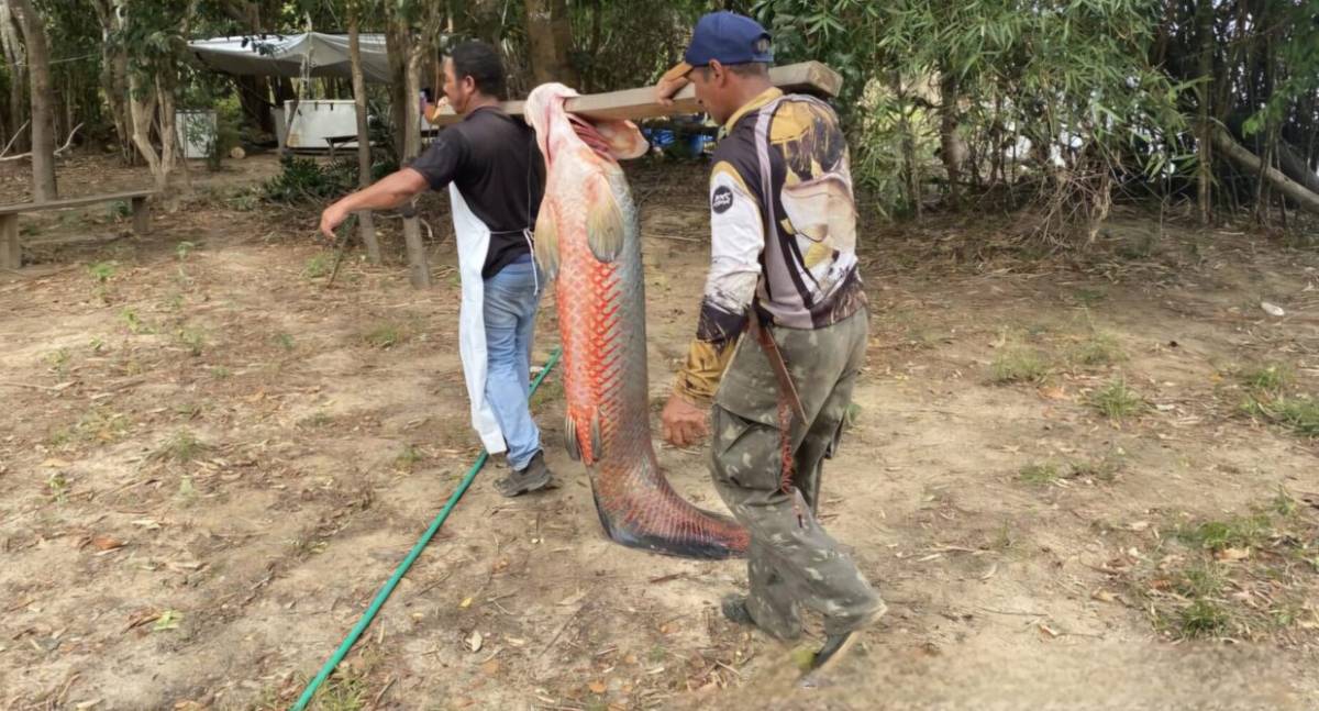 Governo de Rondônia reforça ações de manejo e erradicação do pirarucu na Reserva Extrativista Pedras Negras