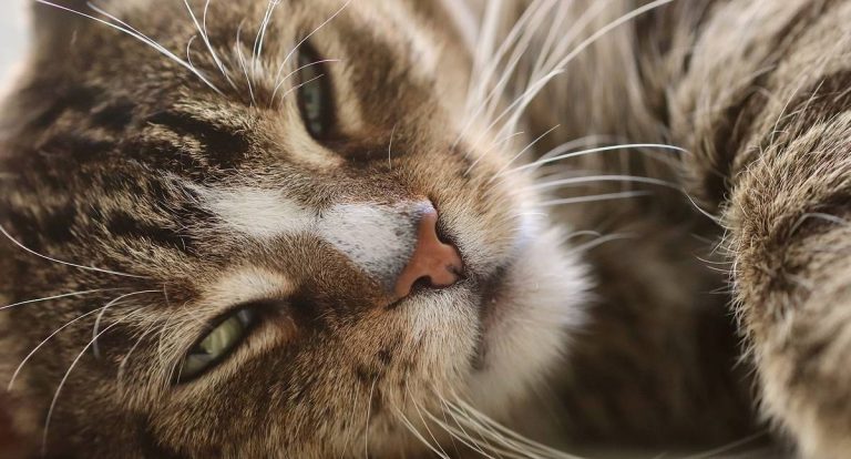 Hipertensão em animais exige diagnóstico preciso e monitoramento contínuo