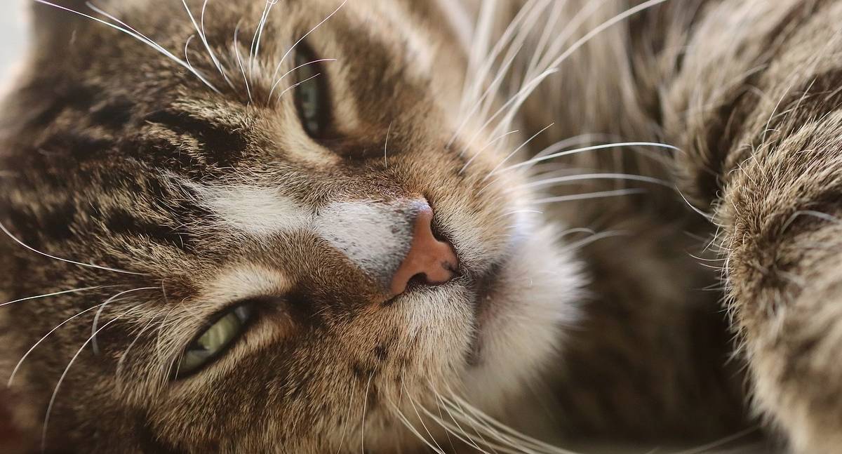 Hipertensão em animais exige diagnóstico preciso e monitoramento contínuo