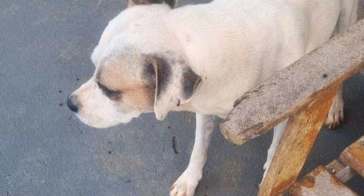 Homem atira em cachorro com arma de airsoft em praça pública