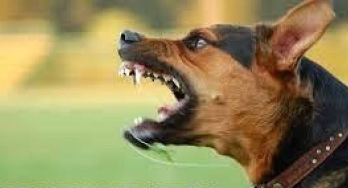 Homem é morto por ataque de cães em zona rural de RO