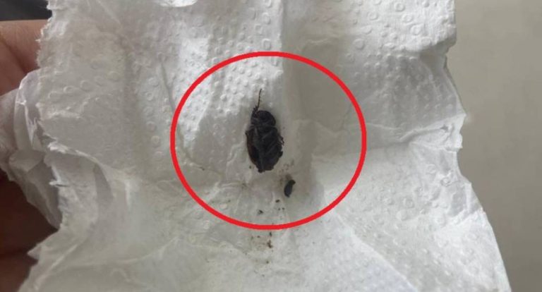 Mãe denuncia médico da UPA por ignorar inseto vivo no ouvido de filha