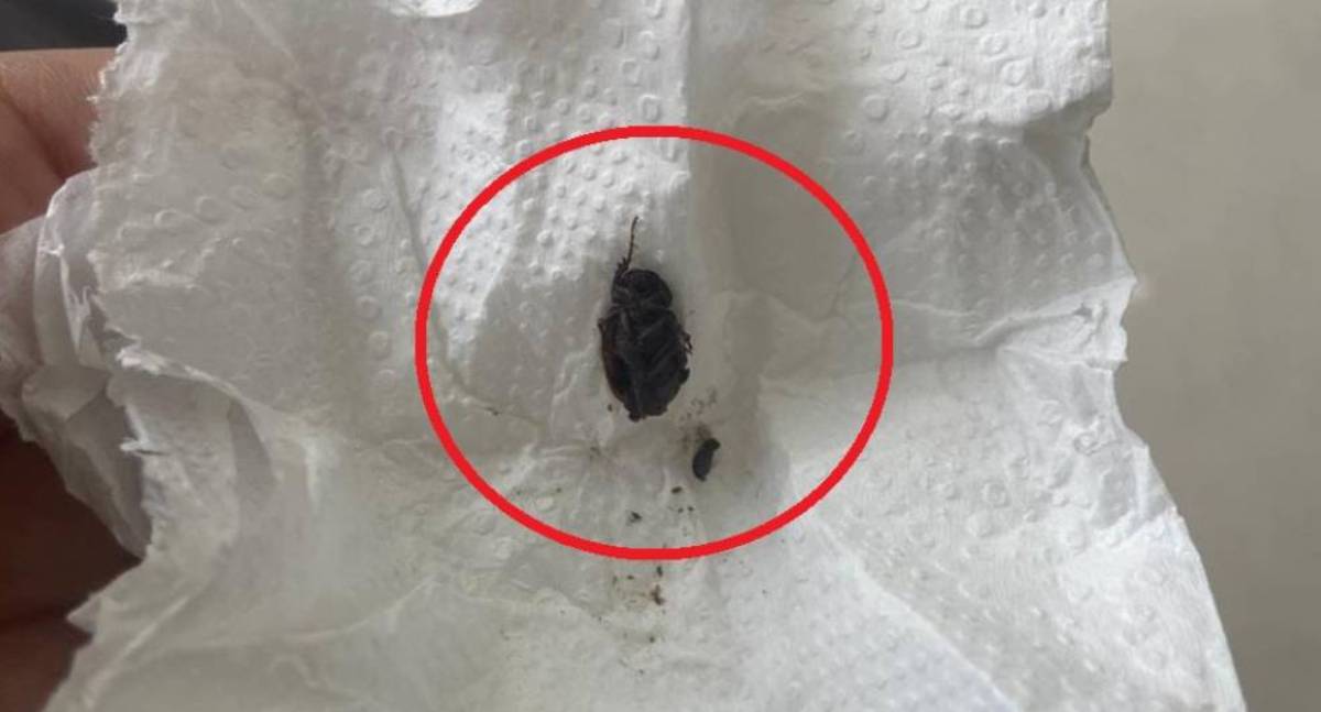 Mãe denuncia médico da UPA por ignorar inseto vivo no ouvido de filha