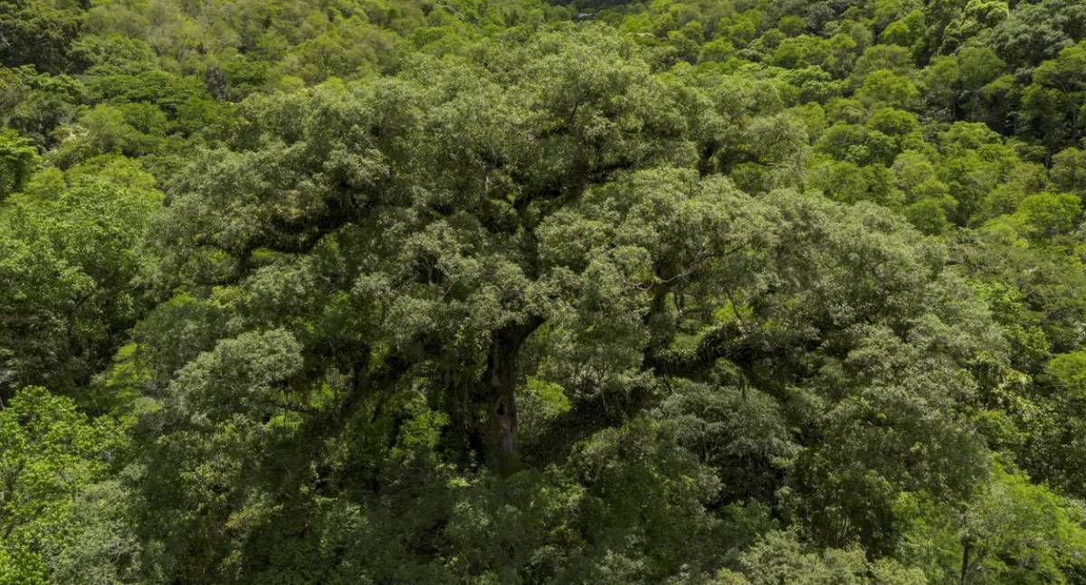 Mata Atlântica perde 2,4 milhões de hectares de floresta em 40 anos