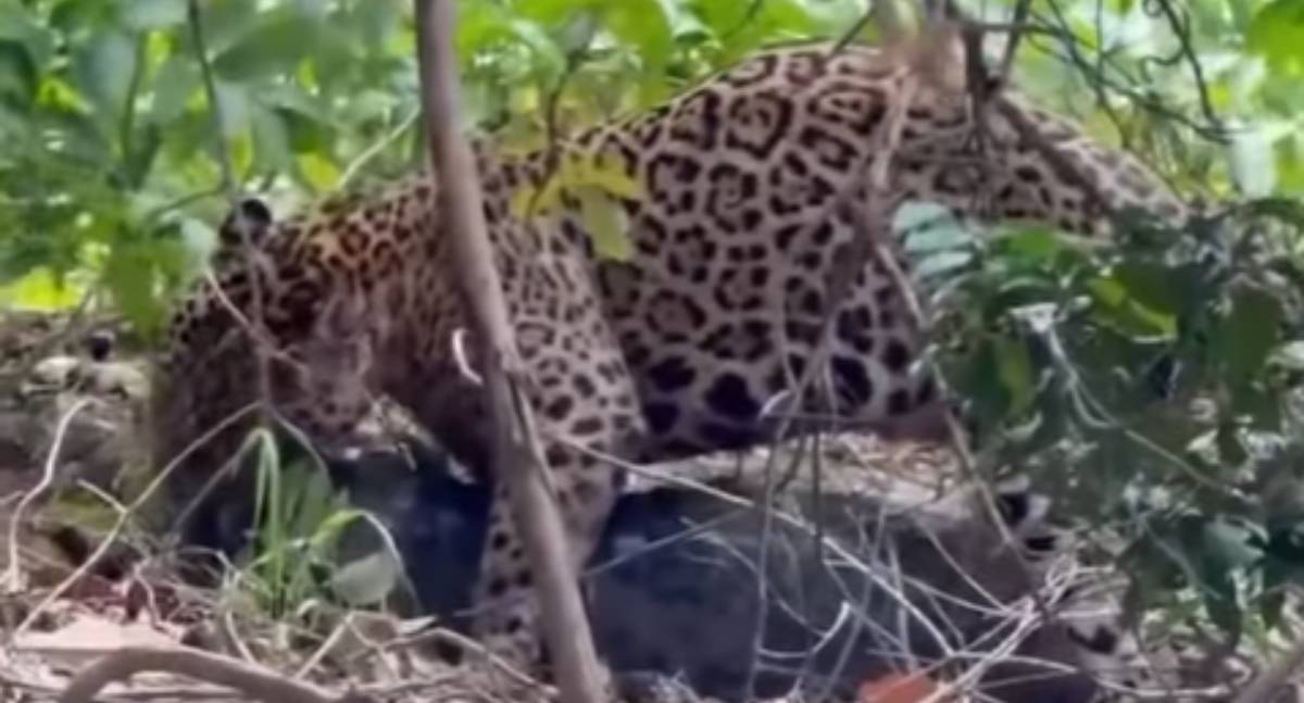 VÍDEO: Onça-pintada exibe força e arrasta jacaré adulto